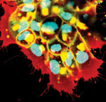 Imagen: La migración de células de la cresta neural embrionaria (Fotografía cortesía del Colegio Universitario de Londres).