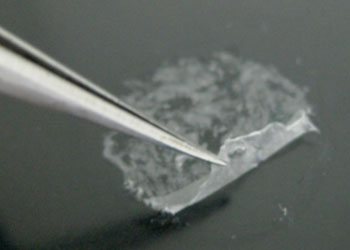 Imagen: Las nanosábanas de poliéster biodegradable, PLIA (Fotografía cortesía de la Universidad de Tokai).