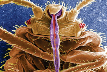 Imagen: La chinche común (Cimex lectularius) (Fotografía cortesía del CDC).