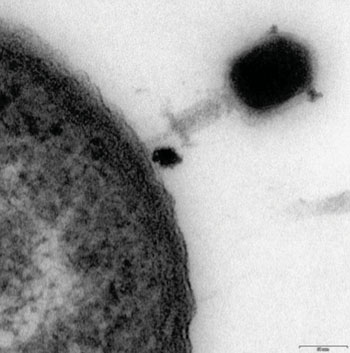 Imagen: Se observa un bacteriófago atacando a una bacteria (Fotografía cortesía de Hyglos).