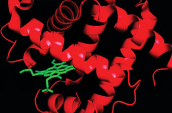 Imagen: La mioglobina (rojo) incluye un bolsillo que se utiliza para almacenar el heme (verde) (Fotografía cortesía de Jeff Fitlow / Universidad de Rice).