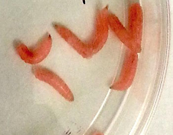 Imagen: Las larvas de L. sericata producen y secretan un factor de crecimiento humano (Fotografía cortesía de Max Scott/NCSU).