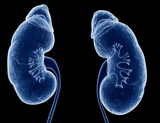 Imagen: Un nuevo estudio sugiere que los medios de contraste intravenosos utilizados en la TC no están relacionados con el aumento del riesgo de lesión renal aguda (Fotografía cortesía de News Medical). Imagen: Un nuevo estudio sugiere que los medios de contraste intravenosos utilizados en la TC no están relacionados con el aumento del riesgo de lesión renal aguda (Fotografía cortesía de News Medical).