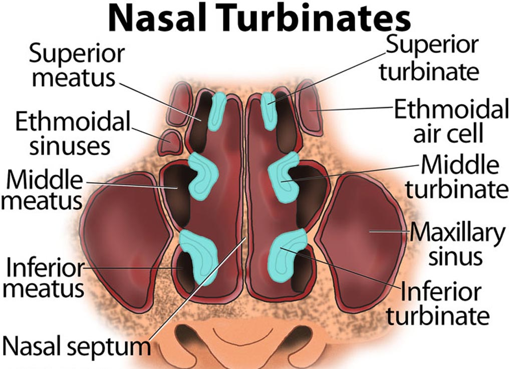 Imagen: Un nuevo estudio sugiere que la reducción del cornete nasal mejora el flujo de aire (Fotografía cortesía de TheRespiratorySystem.com).