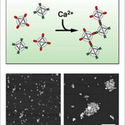 Imagen: Agregación de nanopartículas en presencia de calcio; partículas del sensor en ausencia (I) o presencia (D) de calcio (Fotografía cortesía de Alan Jasanoff / MIT). Imagen: Agregación de nanopartículas en presencia de calcio; partículas del sensor en ausencia (I) o presencia (D) de calcio (Fotografía cortesía de Alan Jasanoff / MIT).