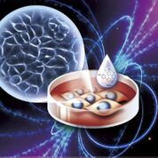 Imagen: Un estudio nuevo afirma que los campos magnéticos estáticos pueden aumentar el potencial osteogénico de las células madre (Fotografía cortesía de la Academia China de Ciencias Médicas).
