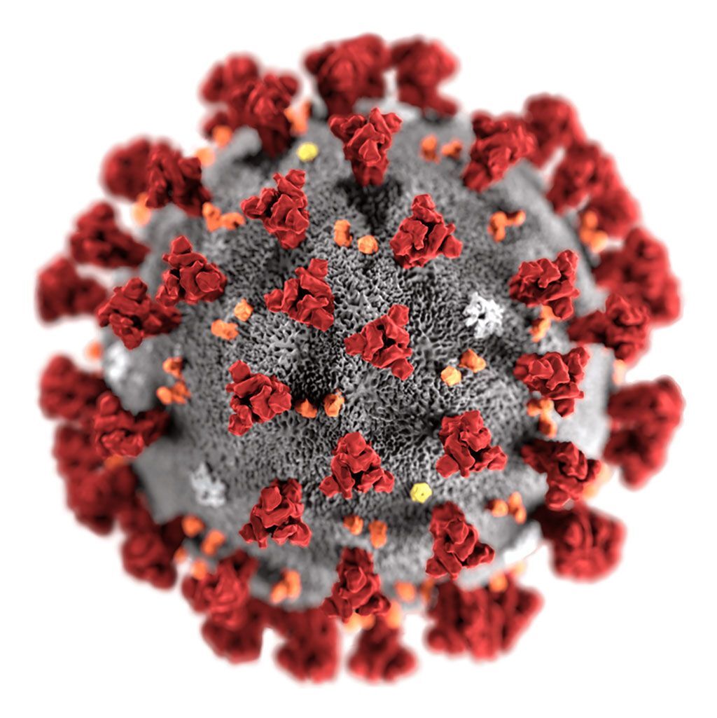Imagen: Ilustración de un virión del nuevo coronavirus-2019 (nCoV) (Fotografía cortesía de Alissa Eckert, MS/CDC) Imagen: Ilustración de un virión del nuevo coronavirus-2019 (nCoV) (Fotografía cortesía de Alissa Eckert, MS/CDC)