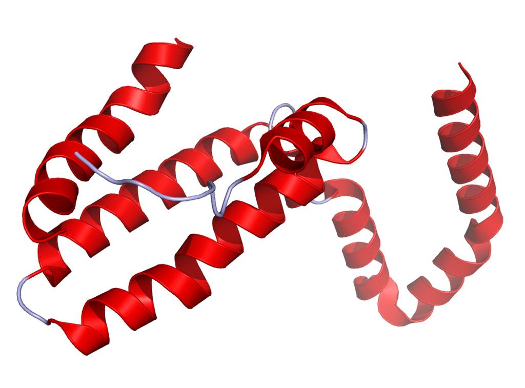 Imagen: La IL-10, antiinflamatoria, es una citoquina con múltiples efectos en la inmunorregulación y la inflamación. Regula negativamente la expresión de citoquinas Th1, antígenos CMH de clase II y moléculas coestimuladoras en los macrófagos (Fotografía cortesía de Wikimedia Commons)