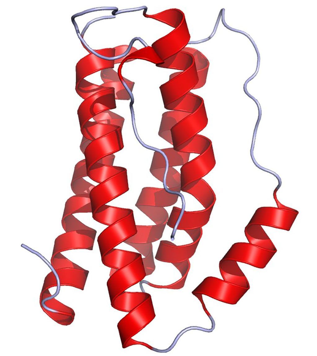 Imagen: La IL-6, proinflamatoria, es responsable de estimular la síntesis de proteínas de fase aguda, así como la producción de neutrófilos en la médula ósea. Apoya el crecimiento de las células B y es antagonista de las células T reguladoras (Fotografía cortesía de Wikimedia Commons)