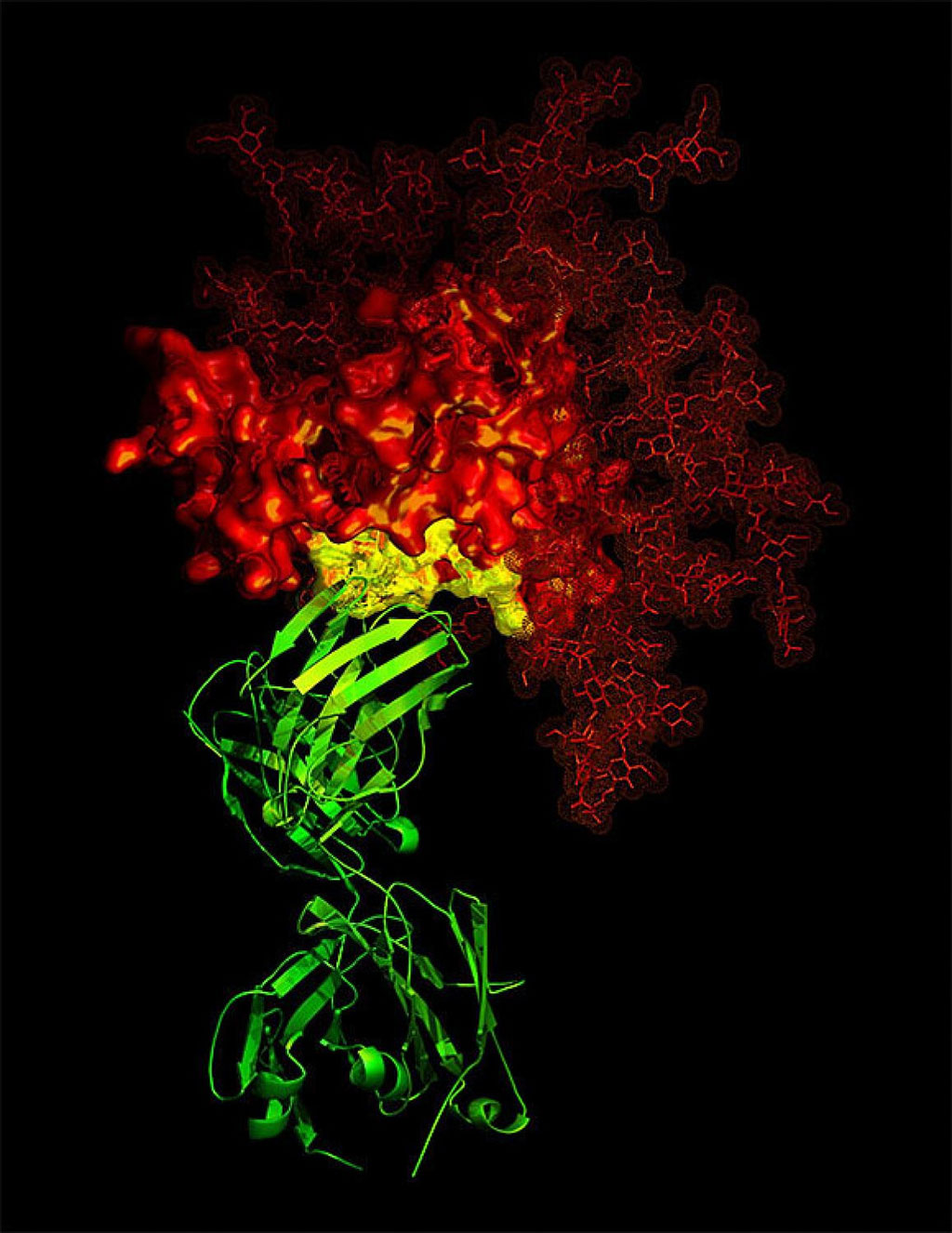 Imagen: Anticuerpo B12 ampliamente neutralizante (verde) contra el VIH (rojo) (Fotografía cortesía de la Biblioteca de Imágenes del NIH y el NIAID)