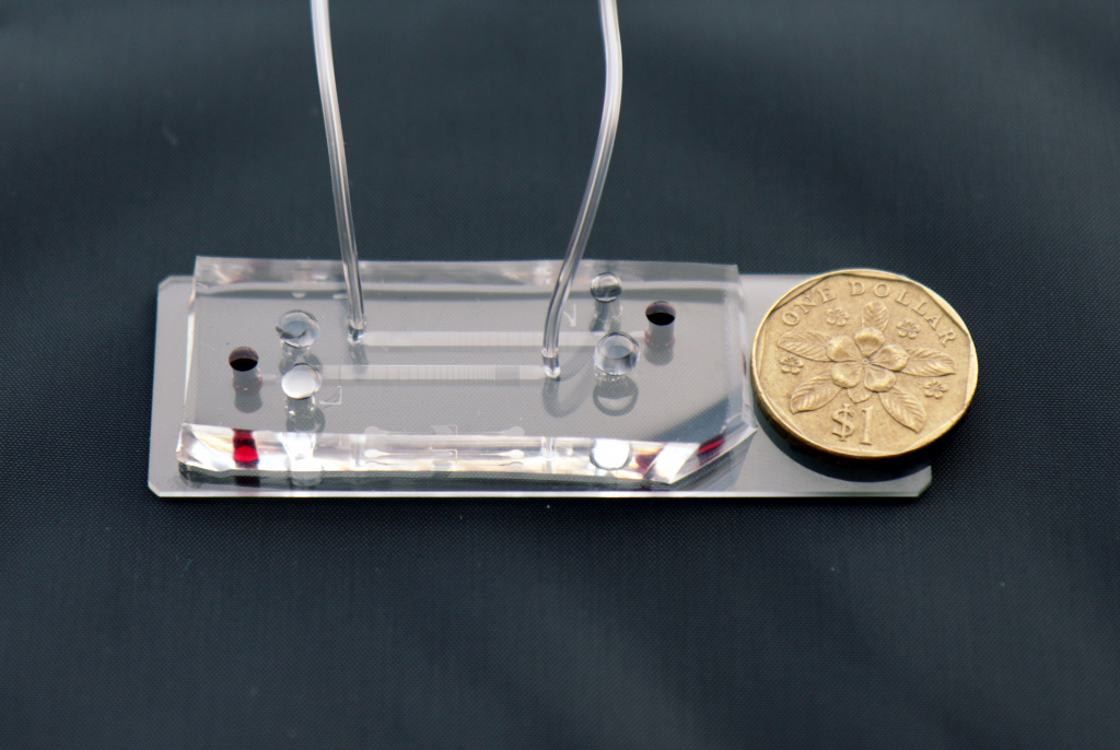Imagen: Un primer plano del chip de ensayo de micro-fluidos DLD con la moneda de 1 dólar de Singapur para la escala (Fotografía cortesía de la Alianza de Investigación y Tecnología de Singapur-MIT)