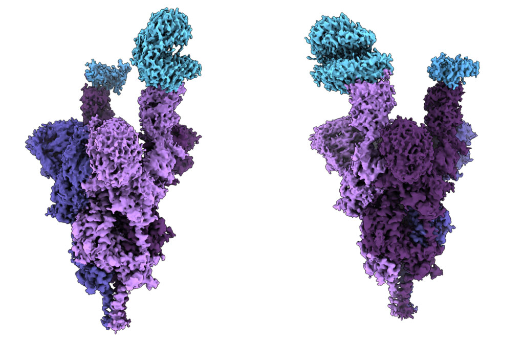 Imagen: Estructura atómica de la proteína Spike de la variante ómicron (violeta) unida al receptor ACE2 humano (azul) (Fotografía cortesía de Sriram Subramaniam)