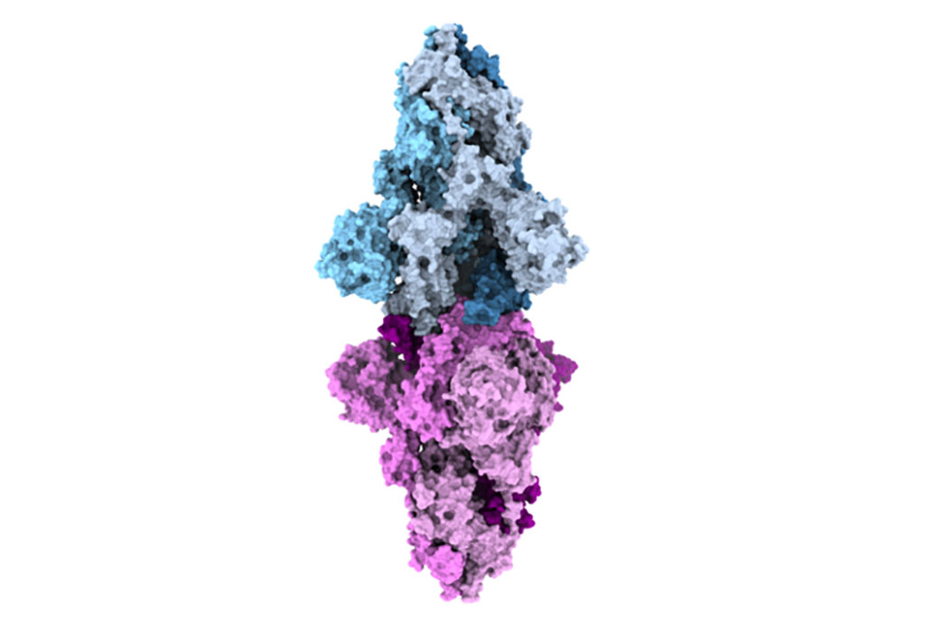 Imagen: Dos proteínas Spike de la variante kappa (Fotografía cortesía del Dr. Sriram Subramaniam/Universidad de la Columbia Británica)