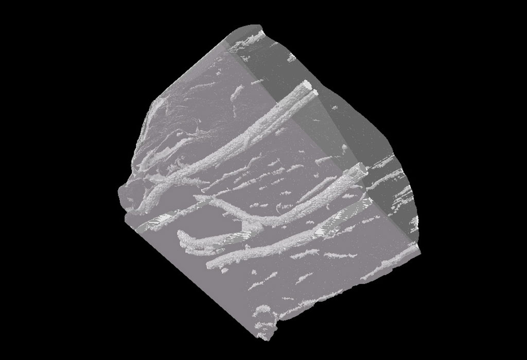 Imagen: El filamento visible en muestras de pollo, como se ve en tomografías computarizadas (Fotografía cortesía de la Universidad RMIT)