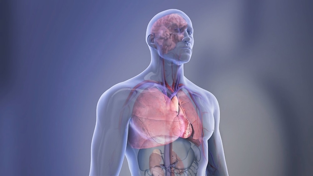 Imagen: Organos en el cuerpo - Ilustración transparente (Fotografía cortesía de la Asociación Americana de Accidentes Cerebrovasculares)