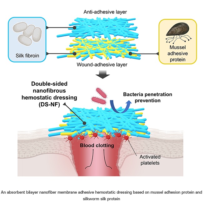 Imagen:  Vendaje hemostatico adhesivo de membrana de nanofibra de bicapa absorbente basado en proteínas de adhesión de mejillón y proteína de seda del gusano de seda (Fotografía cortesía de POSTECH)