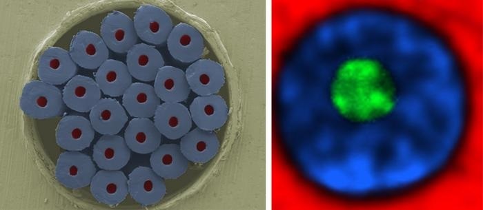 Imagen: Un haz de fibras de aproximadamente un milímetro de ancho a una magnificación de 80x (izquierda: microscopía electrónica, coloreada; derecha: microscopía Raman) (foto cortesía de Empa)