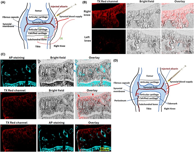 Imagen: La complexona de alizarina a través de la inyección intraarticular puede ingresar en diferentes direcciones en la articulación (Foto cortesía de FASEB Bioadvances; doi.org/10.1096/fba.2024-00103)