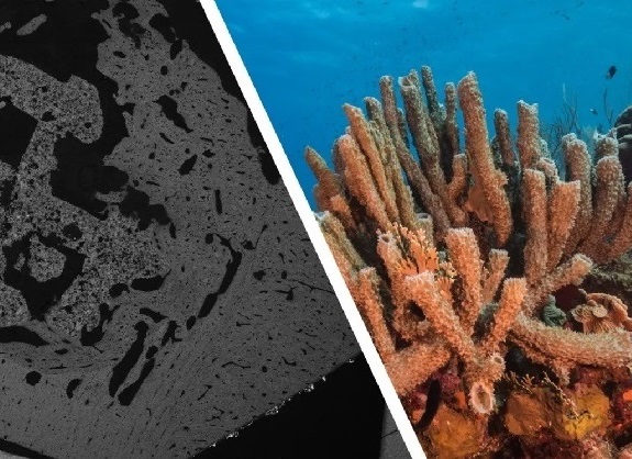 Imagen: (Izquierda) Imagen de un material impreso en 3D implantado in vivo durante 4 semanas. (Derecha) Fotografía de un coral (Fotografía cortesía del Dr. Zhidao Xia y Jesús Cobaleda)