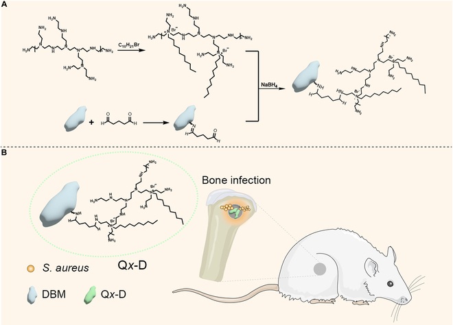 Ilustración esquemática del proceso de síntesis de Qx-D (A) y el modelo de rata de defecto óseo infeccioso femoral (B) (Foto cortesía de Fu-Jian Xu Lab/BUCT))