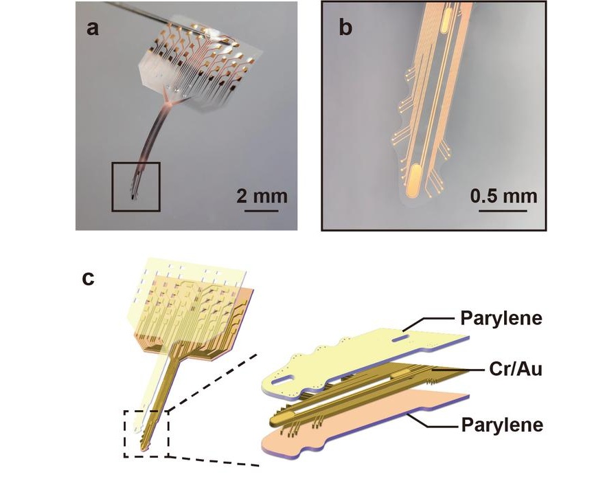 Imagen: Morfología y estructura de la sonda serpentina flexible (Foto cortesía de Science China Press)