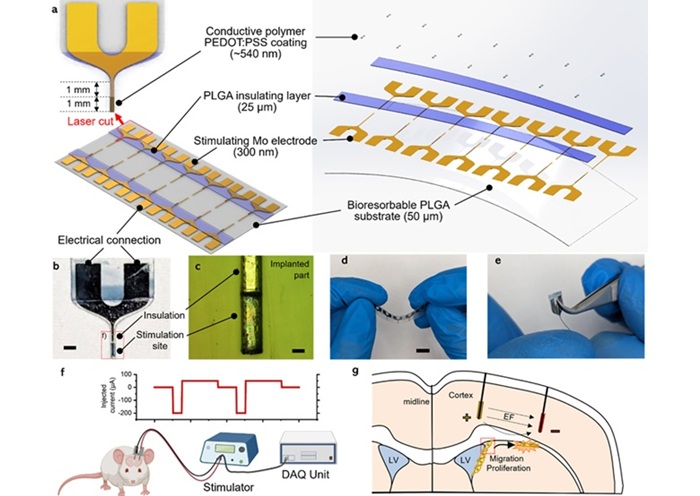 Imagen: Diseño y fabricación de electrodos biodegradables para estimulación cerebral (foto cortesía de biomateriales, doi: 10.1016/j.biomaterials.2024.122957)