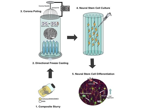 Imagen: Los investigadores han creado andamios a base de celulosa con propiedades piezoeléctricas para la reparación de lesiones del sistema nervioso central (Foto cortesía de Cell Reports Physical Sciences)