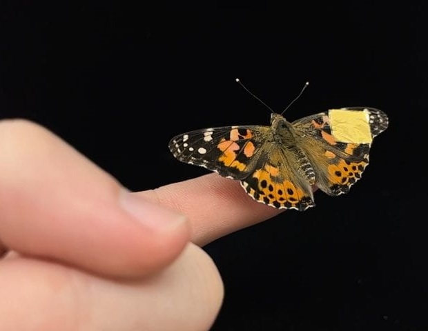 Imagen: El implante suave y conformable, que se observa aquí sobre el ala de una mariposa, mide señales neurológicas en los cerebros en desarrollo de los pacientes (foto cortesía de Duncan Wisniewski/UC Irvine)