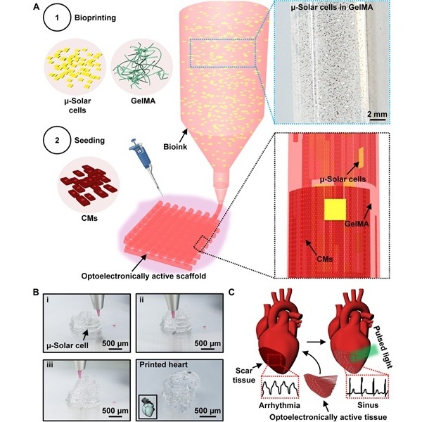 Imagen: Composición e impresión de biotintas optoelectrónicamente activas (foto cortesía de Science Advances, DOI: 10.1126/sciadv.adt7210a)