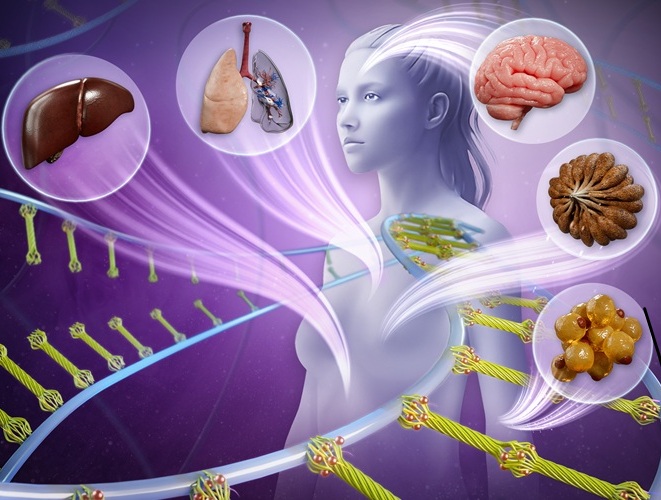 Imagen: El nuevo biomaterial imita un componente fundamental del tejido humano, las matrices extracelulares, que actúan como andamiaje y permiten que las células se curen después de un daño (foto cortesía del grupo de investigación Sheikhi/Estado Penn)