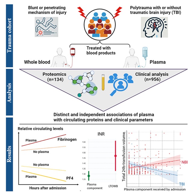 Imagen: el análisis de alta dimensión de los pacientes lesionados reveló perfiles proteómicos circulantes distintos en la reanimación con plasma frente a sangre completa (foto cortesía de Cell Rep. Med.; DOI: 10.1016/j.xcrm.2025.102022)