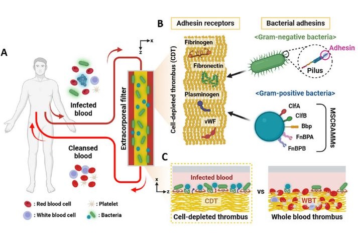 Imagen: la capacidad universal de captura bacteriana de las proteínas receptoras de adhesina en el trombo deplecionado de células (foto cortesía de UNIST)