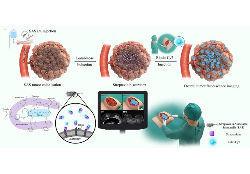 Imagen: esquema del sistema de cirugía guiada por fluorescencia basado en Salmonella asociada a estreptavidina (Lee et al., Adv. Mater., 2025, DOI: 10.1002/ADMA.202504389)