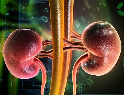 Imagen: los modelos de IA pueden informar sobre la probabilidad y el manejo de la enfermedad renal crónica (foto cortesía de 123RF)