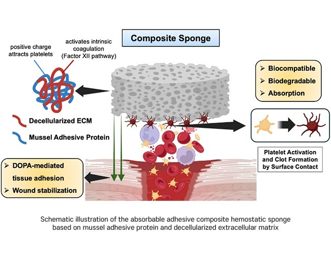 Imagen: Ilustración esquemática de la esponja hemostática compuesta adhesiva absorbible basada en proteína adhesiva de mejillón y matriz extracelular descelularizada (Fotografía cortesía de POSTECH)