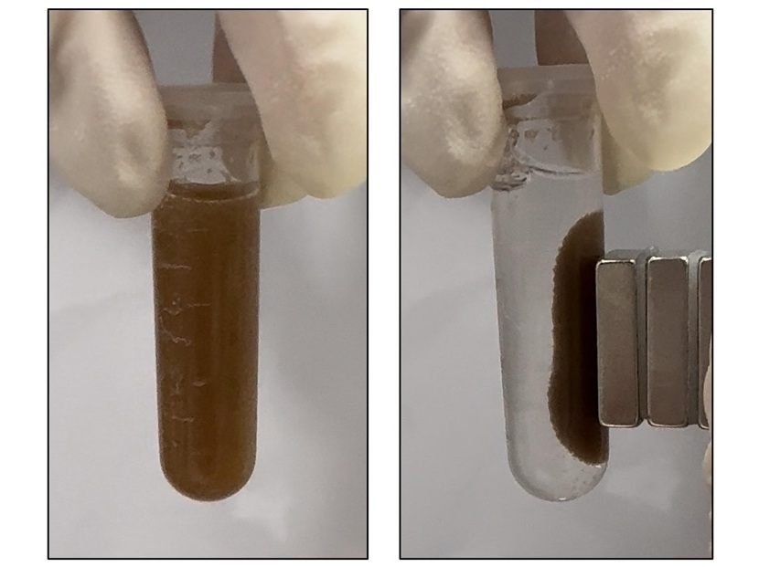 Imagen: las microesferas que detectan enfermedades gastrointestinales se suspenden en una solución y luego son atraídas hacia la pared de un tubo de ensayo mediante un imán (Adaptado de ACS Sensors 2025, DOI 10.1021/acssensors.5c01813)