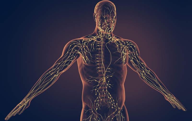 Imagen: el sistema de imágenes linfáticas de súper resolución podría diagnosticar y monitorear a pacientes con enfermedades linfáticas (Foto cortesía de Adobe Stock) Imagen: el sistema de imágenes linfáticas de súper resolución podría diagnosticar y monitorear a pacientes con enfermedades linfáticas (Foto cortesía de Adobe Stock)