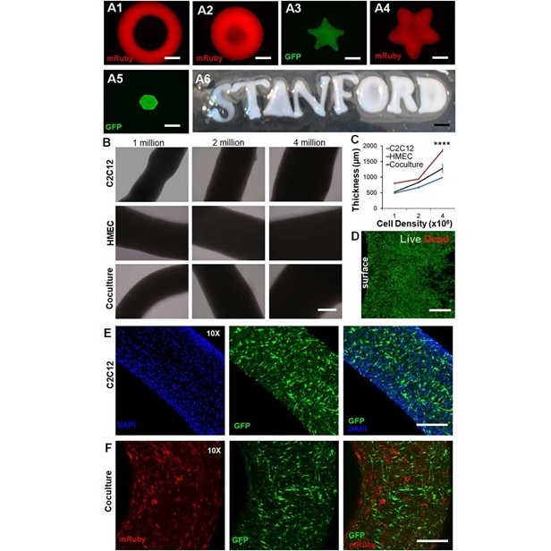 Imagen: la figura muestra la biofabricación de formas modulares personalizables sin andamios para ingeniería de tejidos (fotografía cortesía de  Stanford University Department of Cardiothoracic Surgery)