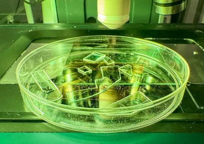 Imagen: Muestras de acrílico transparente con superficies nanotexturizadas diseñadas, preparadas para análisis de microscopía, que muestran cómo el plástico transparente se puede convertir en un recubrimiento que desgarra físicamente los virus al contacto (fotografía cortesía de RMIT University)