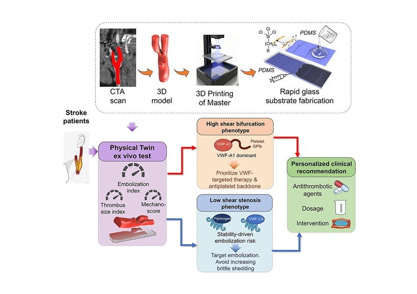 Imagen: Resumen gráfico (Zhao YC, Liu Y, Wang Z, et al. Cell Biomaterials (2026). DOI: 10.1016/j.celbio.2026.100541)