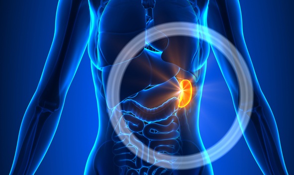 Imagen: Los hallazgos resaltan mecanismos novedosos que vinculan el bazo con la enfermedad de las arterias coronarias (Crédito de la imagen: iStock)