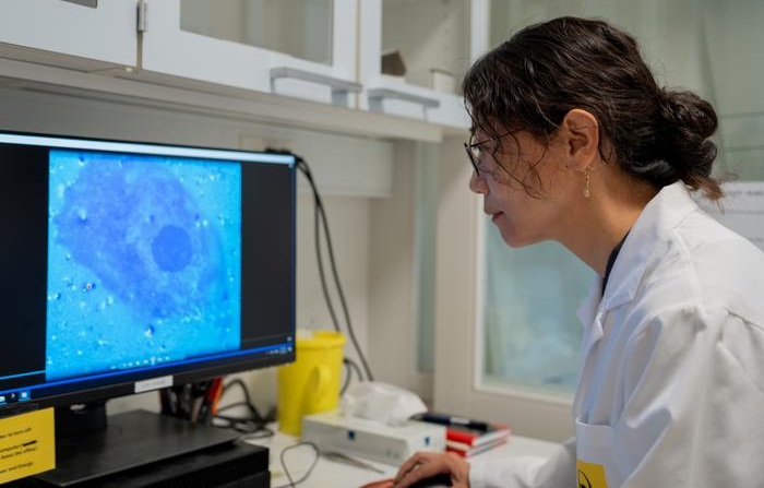 Imagen: El profesor asociado Menglin Chen estudia cómo las nanopartículas sensibles a la luz afectan a las células vivas. La pantalla muestra la liberación de calcio dentro de una célula después de que las nanopartículas absorbidas por la célula se exponen a la luz azul. El calcio desempeña un papel importante en la señalización celular y el experimento ayuda a los investigadores a comprender cómo las nanopartículas pueden traducir la luz en actividad biológica. (Foto cortesía de la Universidad de Aarhus, Johanne Holm Jensen)