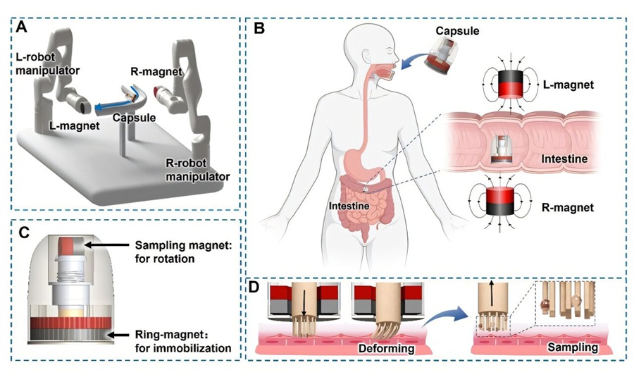 Ilustración del sistema magnético de cápsula: A) la configuración de los brazos robóticos magnéticos externos; B) una ilustración conceptual de la cápsula controlada magnéticamente en el tracto gastrointestinal humano; C) la posición de los imanes dentro de la cápsula; y D) el movimiento del cepillo durante el muestreo. (Crédito de la imagen: Y. Dai et al., 2026/ Device)