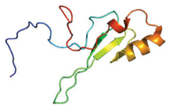 Imagen: La estructura de la proteína MECP2 (Fotografía cortesía de Wikimedia Commons).