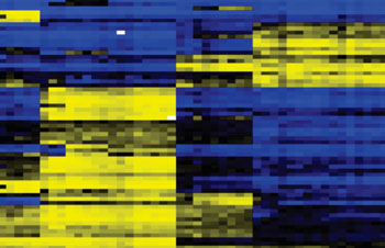 Imagen: Una nueva técnica diferencia los tipos celulares en la sangre estudiando los grados de firma de la metilación en el ADN. El amarillo representa no metilación, el azul metilación completa (Fotografía cortesía de la Universidad de Brown).