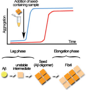 Imagen: Esquema de la tecnología de amplificación cíclica, para el mal plegado de las proteínas, usada en los oligómeros de amiloide-β (Aβ) (Fotografía cortesía de la Facultad de Medicina de la Universidad de Texas).