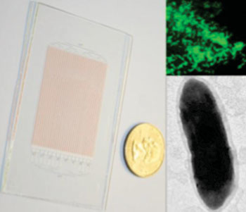 Imagen: El SlipChip de vidrio para el crecimiento de microbios, mostrado al lado de una moneda de 25 centavos norteamericana (izquierda); la imagen de hibridación fluorescente in situ del organismo objetivo (derecha, arriba); imagen de microscopía electrónica de transmisión de una sola célula del organismo objetivo (derecha, abajo) (Fotografía cortesía del Instituto Tecnológico de California).