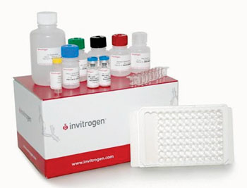 Imagen: El kit para el análisis inmunoabsorbente ligado a enzimas (ELISA) que mide la Aβ42 humana (Fotografía cortesía de Invitrogen).