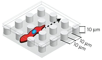 Imagen B: El chip de microfluidos EMT mostrando células que invaden una hilera encerrada de micropilares de fibronectina recubierta por polidimetilsiloxano (Fotografía cortesía del Hospital General de Massachusetts).