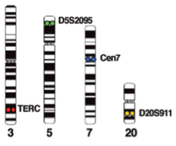 Imagen: Ejemplos de cromosomas teñidos con la sonda de combinación FHACT: 3q26 (TERC) (en rojo), 5p15 (D5S2095) (en verde), 20q13 (D20S911) (en oro) y CEP7 (en agua) (Fotografía cortesía de la revista Cancer Genetics).
